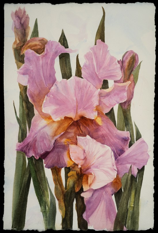 Iris With Buds by Karin Sebolka (c)